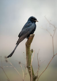 Close-up of bird perching on branch