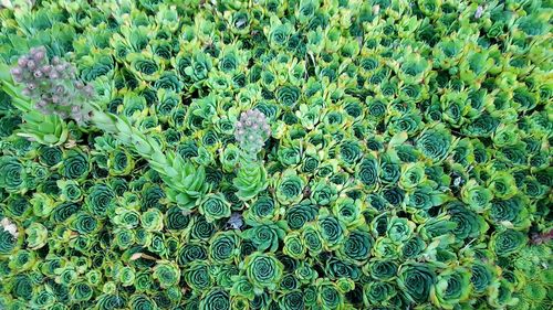 Full frame shot of plants