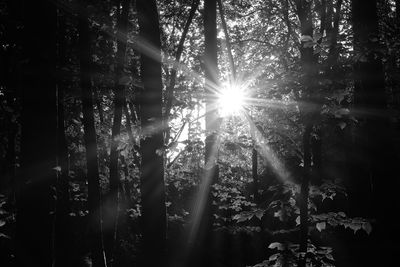 Sun shining through trees