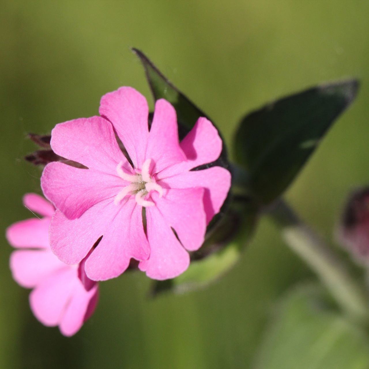 CLOSE-UP OF PINK ROSE FLOWER