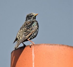 Starling perched on a chimney pot