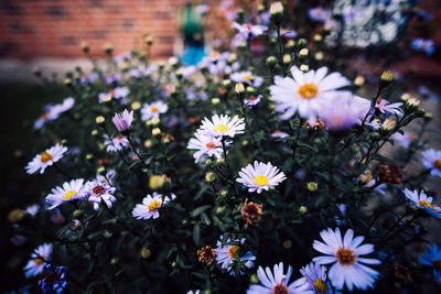 Close-up of flowers