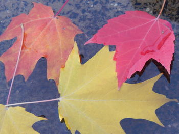 Close-up of maple leaf during autumn