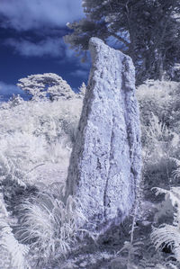 Close-up of icicles on land