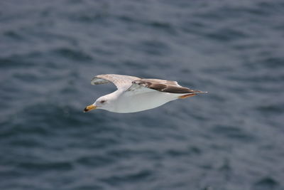 Seagull flying over sea