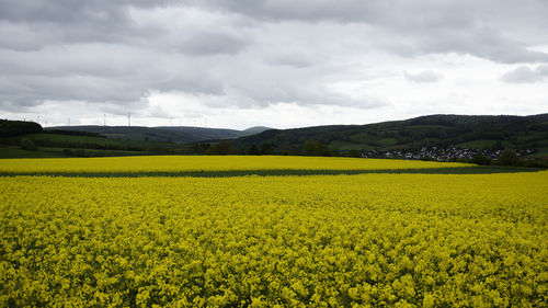 Scenic view of oilseed rape field against sky