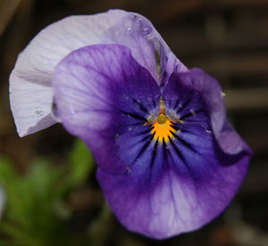 Close-up of purple flower blooming outdoors