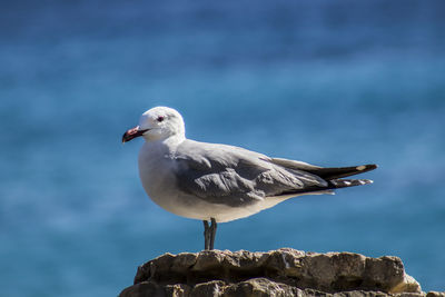 Close-up of seagull perching on rock