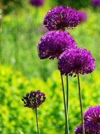 Close-up of purple flowers