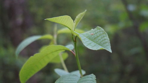 Close-up of fresh green leaves