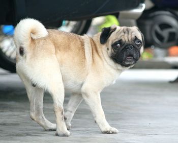 Portrait of a dog
