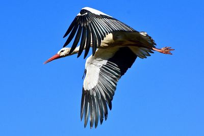 Low angle view of bird flying against clear blue sky