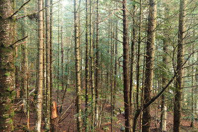 Trees in forest