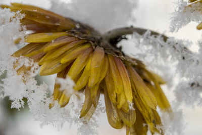 Close-up of snowflake on yellow flower