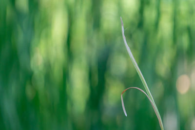 Close-up of fresh green plant