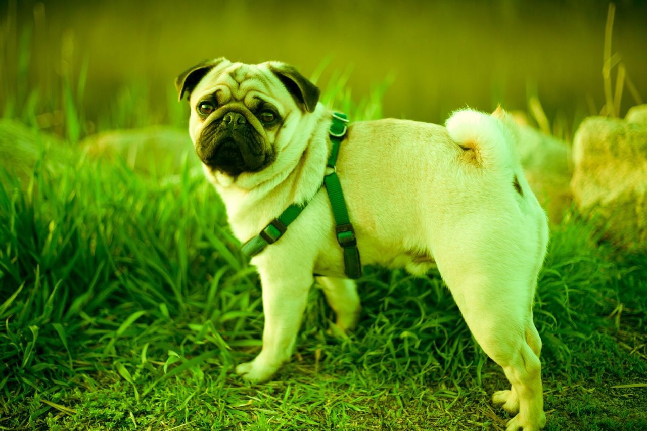 animal themes, grass, domestic animals, one animal, field, pets, grassy, mammal, green color, dog, focus on foreground, close-up, looking at camera, nature, portrait, no people, white color, growth, day, young animal