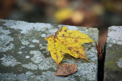 Close-up of maple leaf