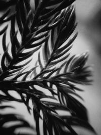 Close-up of plant