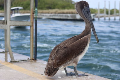 Close-up of bird perching on railing against sea