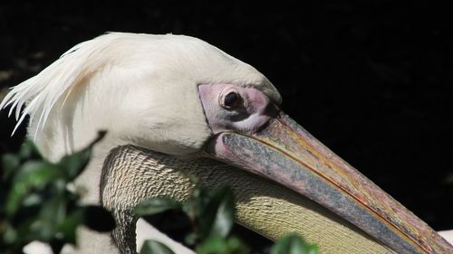 Close-up of a bird looking away