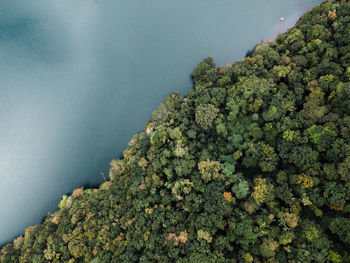 Lake and forest side by side