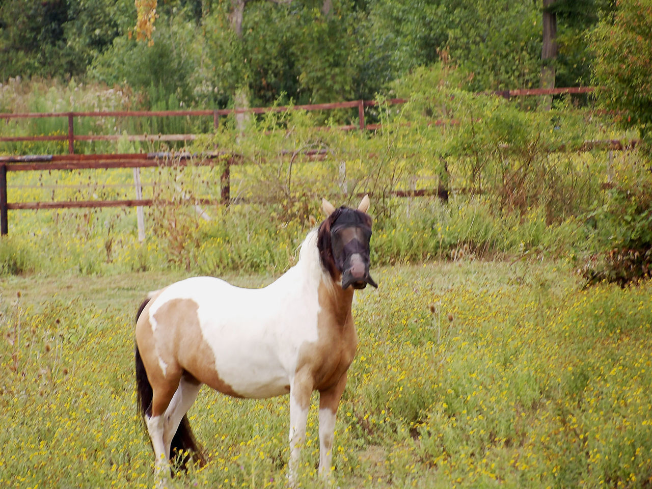 HORSE STANDING IN FIELD