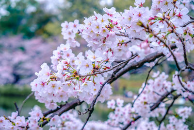 Close-up of cherry blossom tree