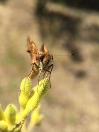 Close-up of insect