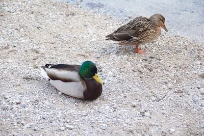 High angle view of mallard duck