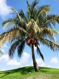 Low angle view of coconut palm tree against sky