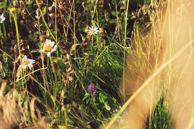 Close-up of flowers blooming in field