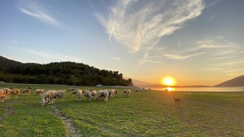 Sheeps grazing in a field while sun goes down