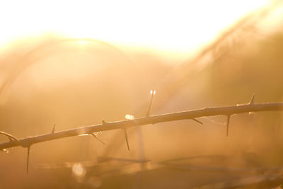 Close-up of barbed wire against sky during sunset