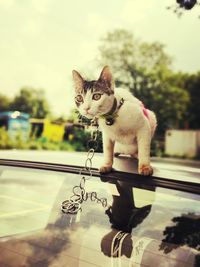 Cat sitting in a glass