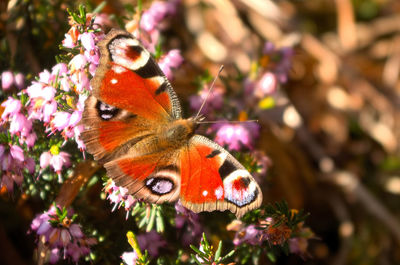 Close-up of butterfly pollinating on flower