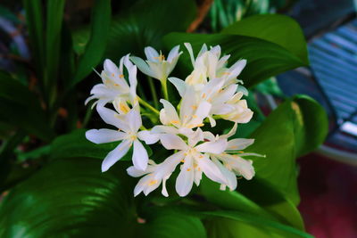 Close-up of white flowering plant