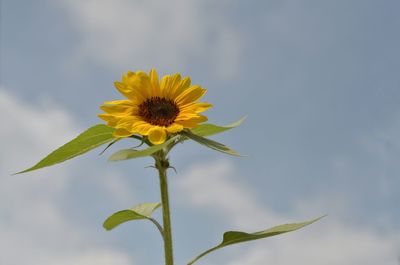 Close-up of yellow flower