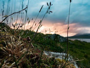 Close-up of grass on field against sky during sunset