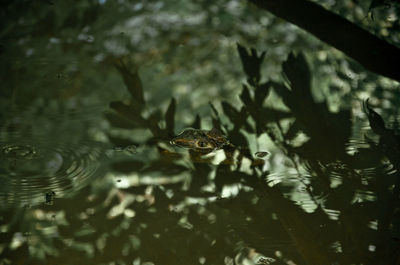 Close-up of turtle swimming in water