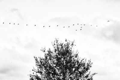 Low angle view of birds flying in sky