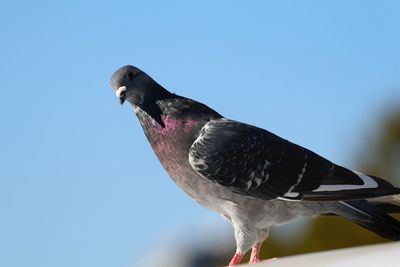 Low angle view of bird perching against clear sky