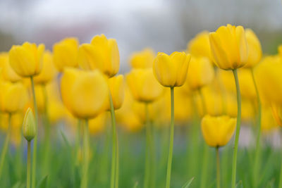 Close-up of yellow flowering plants on field