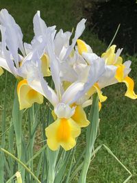 Close-up of white crocus flowers on field