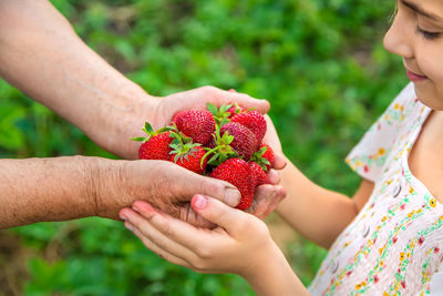 Hands of senior woman giving strawberries to girl