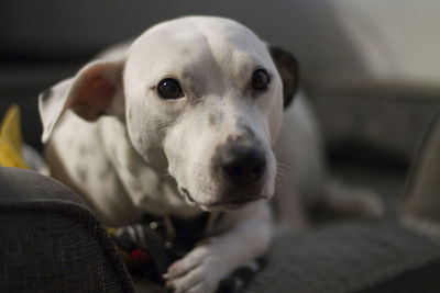 Close-up portrait of dog