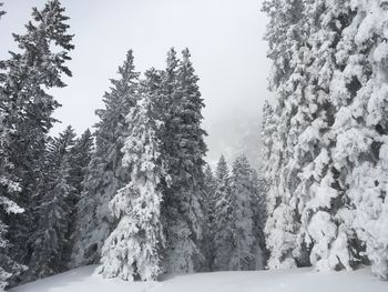 Snow covered trees in forest against sky