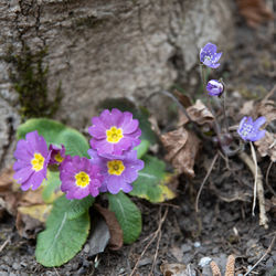 Close-up of purple crocus flowers