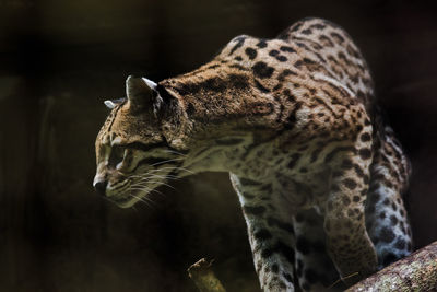 Close-up of a cat looking away