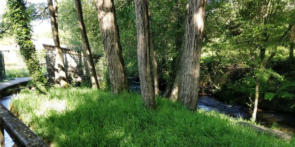 Scenic view of river amidst trees in forest