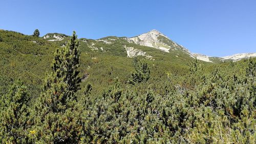 Plants growing on land against sky